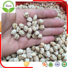 Bons Tamanhos de Gosto Kabuli Chickpeas From China